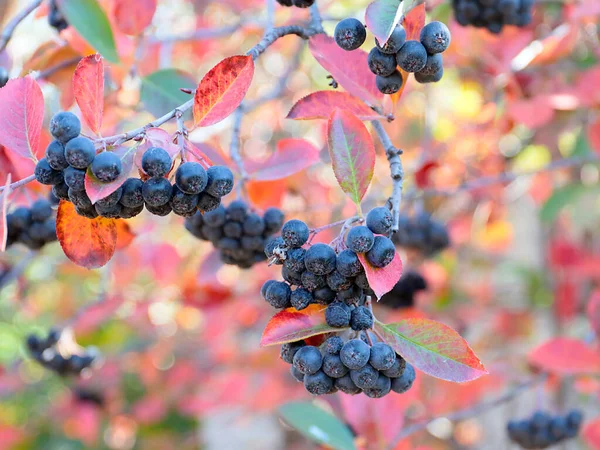 Красиві Плоди Чорниці Частина Осіннього Врожаю — стокове фото