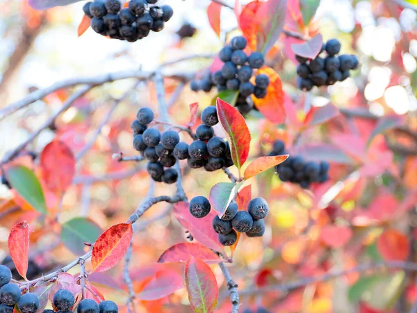 Beautiful Chokeberry Fruits Part Autumn Harvest — Stock Photo, Image