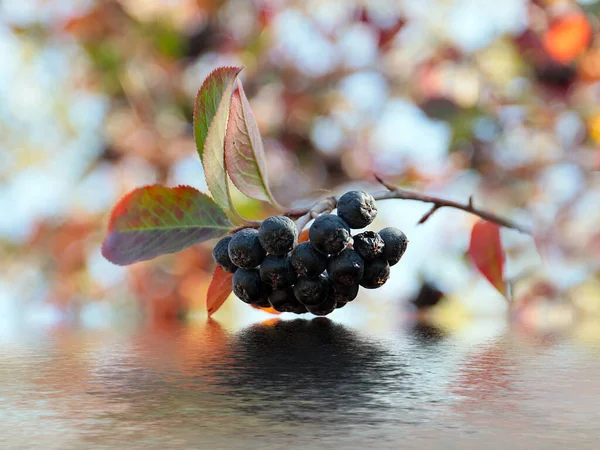 Krásné Plody Chokeberry Jako Součást Podzimní Sklizně — Stock fotografie