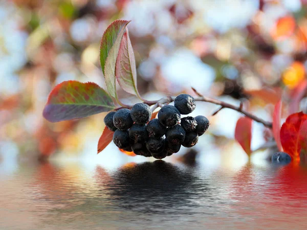 Beautiful Chokeberry Fruits Part Autumn Harvest — Stock Photo, Image