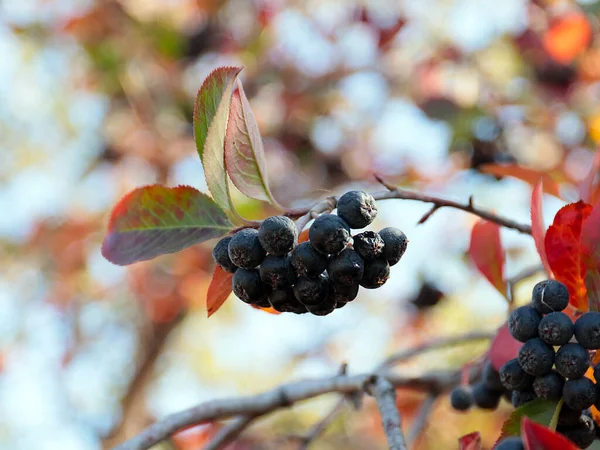 Beautiful Chokeberry Fruits Part Autumn Harvest — Stock Photo, Image