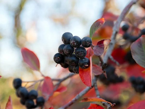 Beautiful Chokeberry Fruits Part Autumn Harvest — Stock Photo, Image