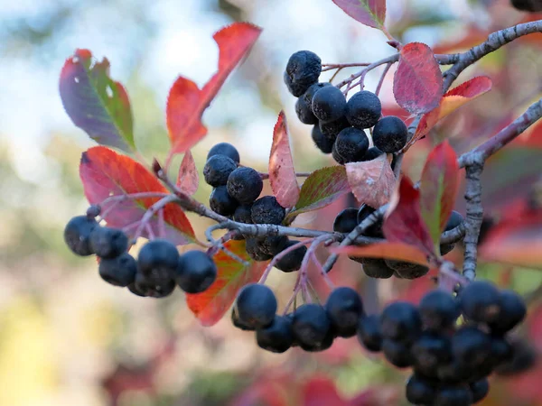 Beautiful Chokeberry Fruits Part Autumn Harvest — Stock Photo, Image