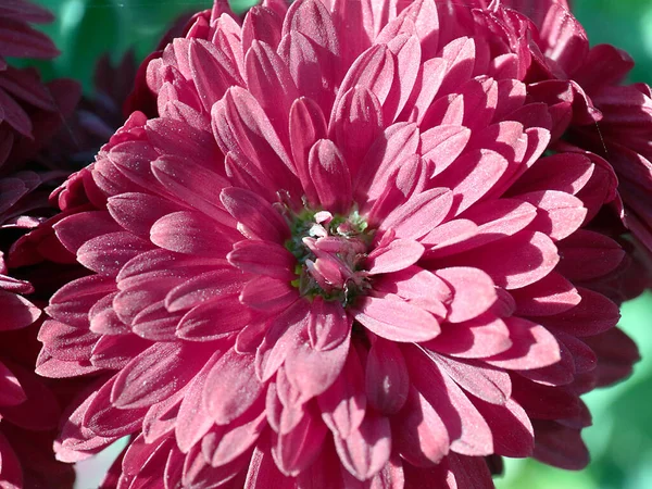 beautiful red chrysanthemums as a garden decoration