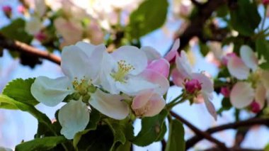 İlkbahar kiraz ağacının dallarında güzel ışık çiçekleri