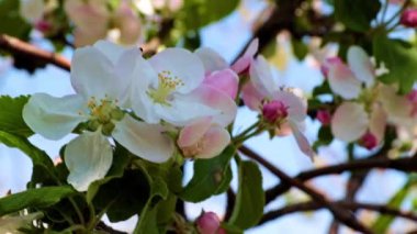 İlkbahar kiraz ağacının dallarında güzel ışık çiçekleri
