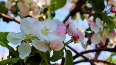 İlkbahar kiraz ağacının dallarında güzel ışık çiçekleri