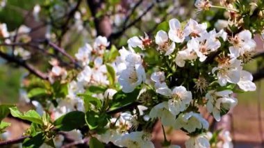 İlkbahar kiraz ağacının dallarında güzel ışık çiçekleri