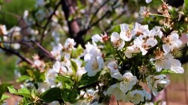 İlkbahar kiraz ağacının dallarında güzel ışık çiçekleri