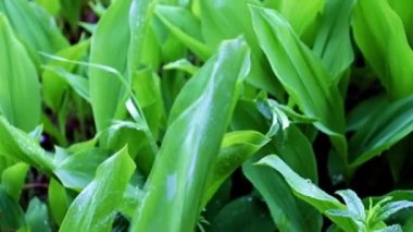 Vadinin güzel zambakları akan yağmur sularının altında ayrılıyor.