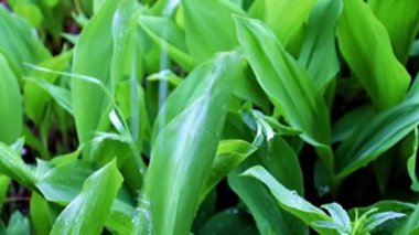 Vadinin güzel zambakları akan yağmur sularının altında ayrılıyor.