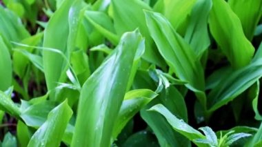 Vadinin güzel zambakları akan yağmur sularının altında ayrılıyor.