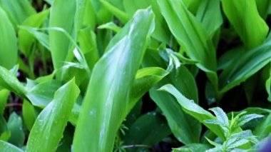 Vadinin güzel zambakları akan yağmur sularının altında ayrılıyor.