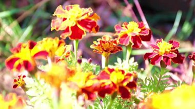 Güzel sarı papatyalar bahçe çimlerini süslüyor.