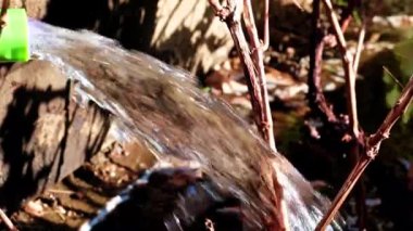 Çimleri kauçuk bir hortumla sulamak.