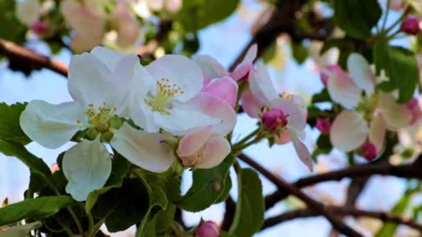 Mooie Lichte Bloemen Takken Van Een Lentekersenboom — Stockvideo