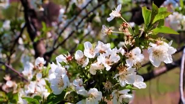 Piękne Lekkie Kwiaty Gałęziach Wiśniowego Drzewa — Wideo stockowe