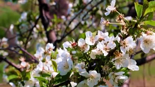 Piękne Lekkie Kwiaty Gałęziach Wiśniowego Drzewa — Wideo stockowe