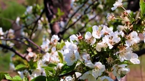 Schöne Helle Blumen Auf Den Zweigen Eines Frühlingskirschenbaums — Stockvideo