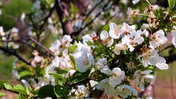 Lkbahar Kiraz Ağacının Dallarında Güzel Işık Çiçekleri — Stok video