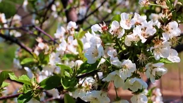春天樱桃树枝头上美丽的淡淡的花朵 — 图库视频影像