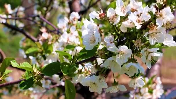 Beautiful Light Flowers Branches Spring Cherry Tree — Stock Video