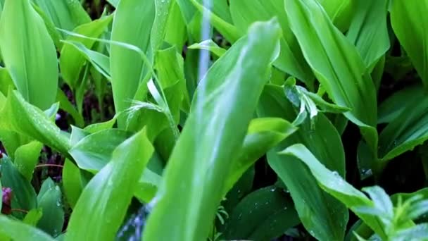 Beautiful Lily Valley Leaves Running Rain Water — Stock Video