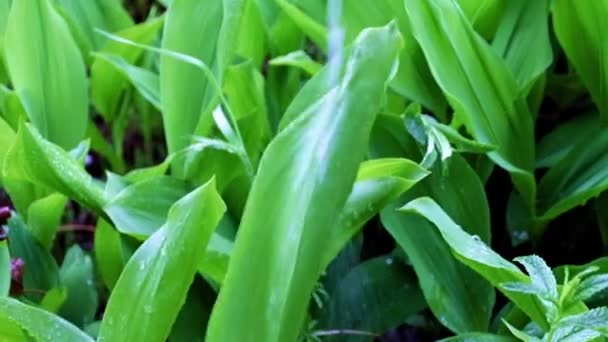 Hermoso Lirio Del Valle Hojas Bajo Agua Lluvia Corriente — Vídeos de Stock