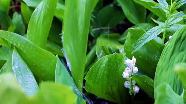 Beau Lis Des Feuilles Vallée Sous Eau Pluie Courante — Video