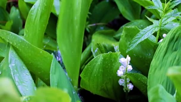 Piękna Lilia Doliny Liście Pod Bieżącą Wodą Deszczową — Wideo stockowe