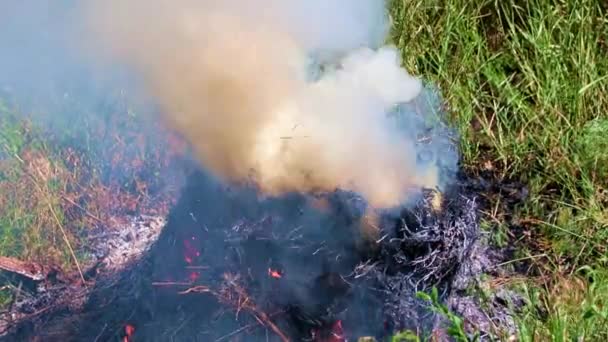 Helle Flammen Und Dichter Rauch Bei Waldbrand — Stockvideo