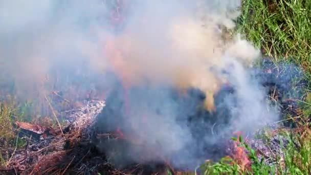 Chamas Brilhantes Fumaça Grossa Incêndio Florestal — Vídeo de Stock