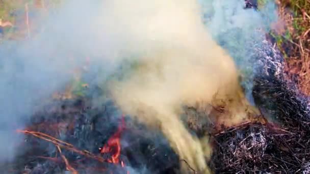 Chamas Brilhantes Fumaça Grossa Incêndio Florestal — Vídeo de Stock