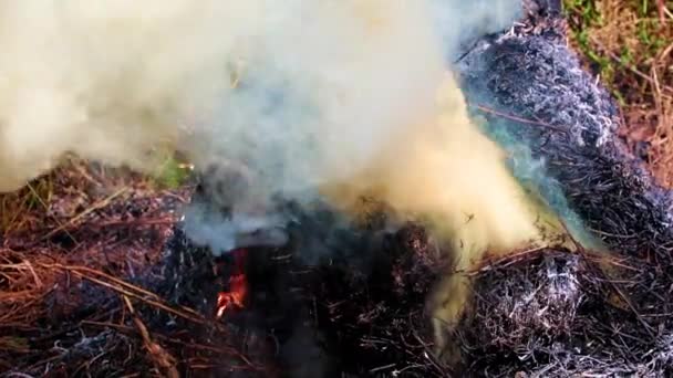 Fényes Lángok Sűrű Füst Erdőtűzből — Stock videók