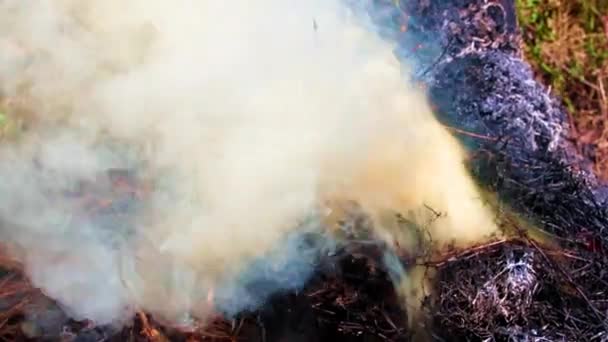 Chamas Brilhantes Fumaça Grossa Incêndio Florestal — Vídeo de Stock