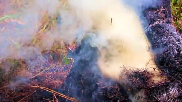 Jasne Płomienie Gęsty Dym Pożaru Lasu — Wideo stockowe