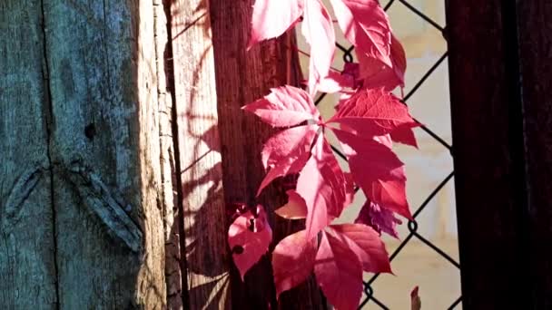 Feuilles Raisin Automne Rouge Vif Clôture Métallique — Video