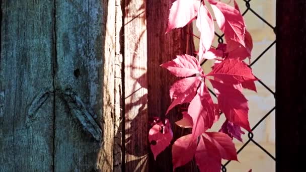 Leuchtend Rote Herbsttraubenblätter Und Metallzaun — Stockvideo