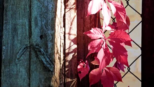 Leuchtend Rote Herbsttraubenblätter Und Metallzaun — Stockvideo