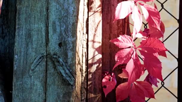 Φωτεινό Κόκκινο Φθινόπωρο Αμπελόφυλλα Και Μεταλλικό Φράχτη — Αρχείο Βίντεο