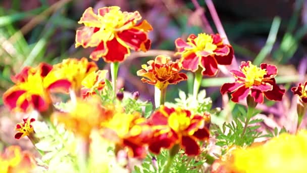 Belles Marguerites Jaunes Ornent Pelouse Jardin — Video