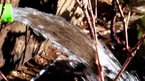 Arroser Herbe Pelouse Avec Tuyau Caoutchouc — Video