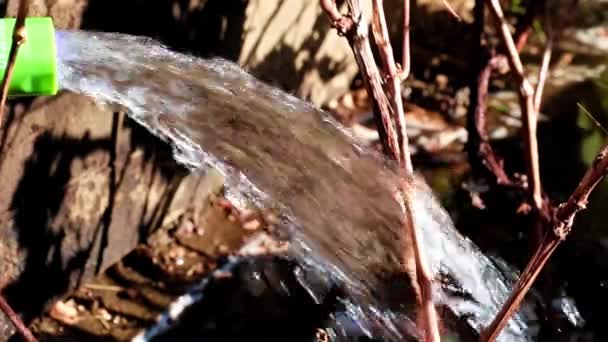 Arroser Herbe Pelouse Avec Tuyau Caoutchouc — Video