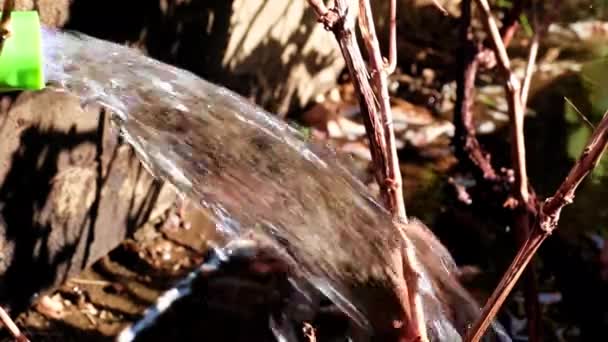 Regar Relva Com Uma Mangueira Borracha — Vídeo de Stock