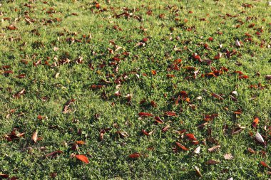 Bahçe çimlerinde sonbahar yaprakları