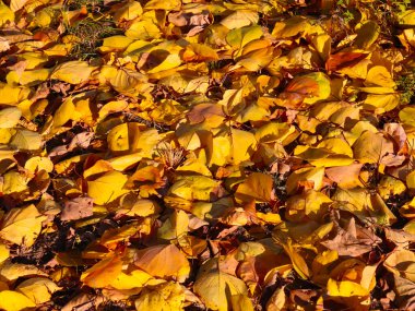 Parlak sonbahar sarı yaprakları bahçenin yeşil çimlerinde uzanır.