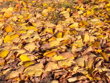Parlak sonbahar sarı yaprakları bahçenin yeşil çimlerinde uzanır.
