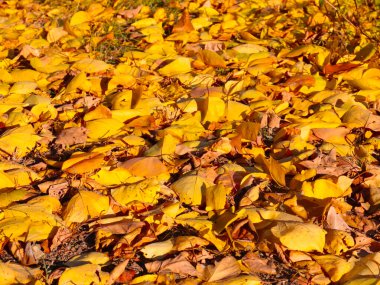 Parlak sonbahar sarı yaprakları bahçenin yeşil çimlerinde uzanır.