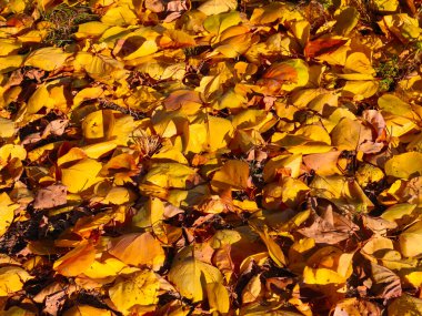 Parlak sonbahar sarı yaprakları bahçenin yeşil çimlerinde uzanır.