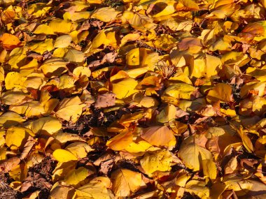 Parlak sonbahar sarı yaprakları bahçenin yeşil çimlerinde uzanır.